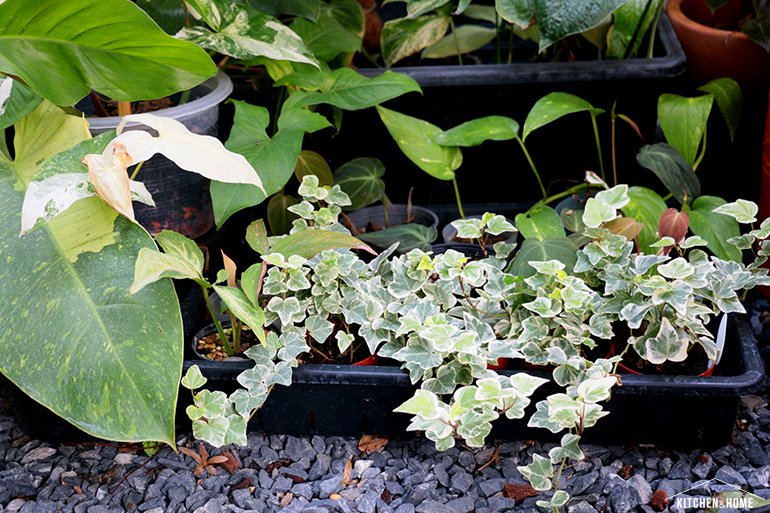 Sestraroom จากไอจีที่มีไว้อวดต้นไม้ จนกลายเป็นขายจริงจัง