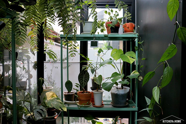 Sestraroom จากไอจีที่มีไว้อวดต้นไม้ จนกลายเป็นขายจริงจัง