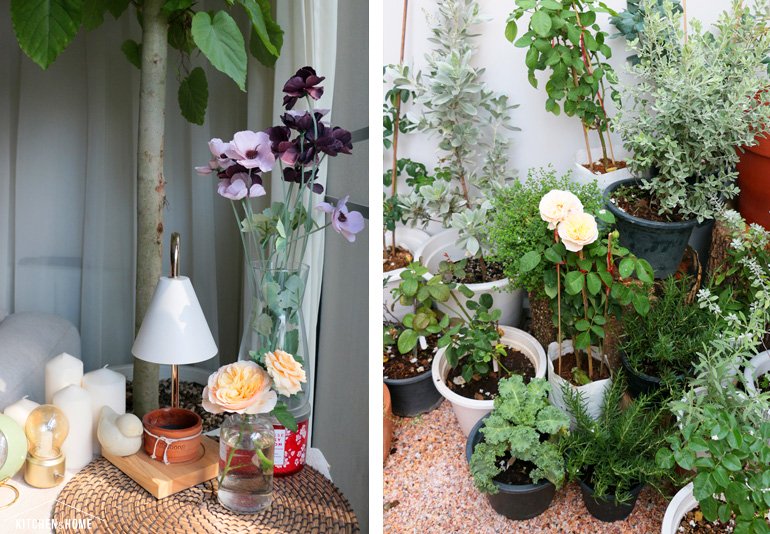 Sestraroom จากไอจีที่มีไว้อวดต้นไม้ จนกลายเป็นขายจริงจัง