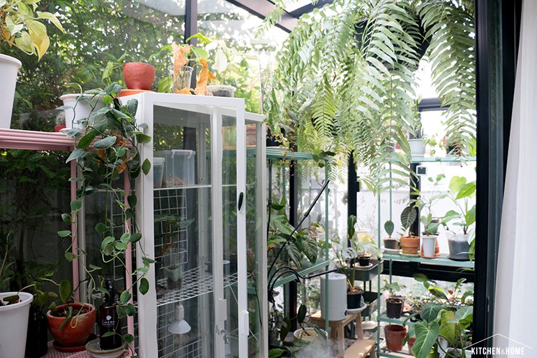 Sestraroom จากไอจีที่มีไว้อวดต้นไม้ จนกลายเป็นขายจริงจัง