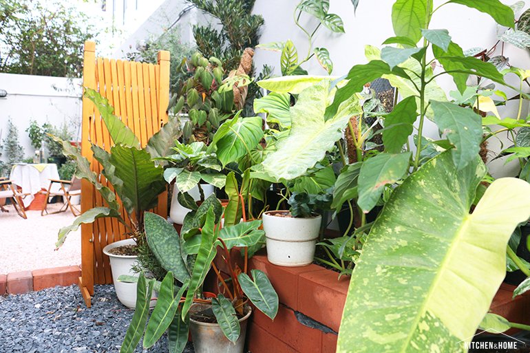 Sestraroom จากไอจีที่มีไว้อวดต้นไม้ จนกลายเป็นขายจริงจัง