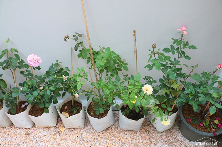 Sestraroom จากไอจีที่มีไว้อวดต้นไม้ จนกลายเป็นขายจริงจัง