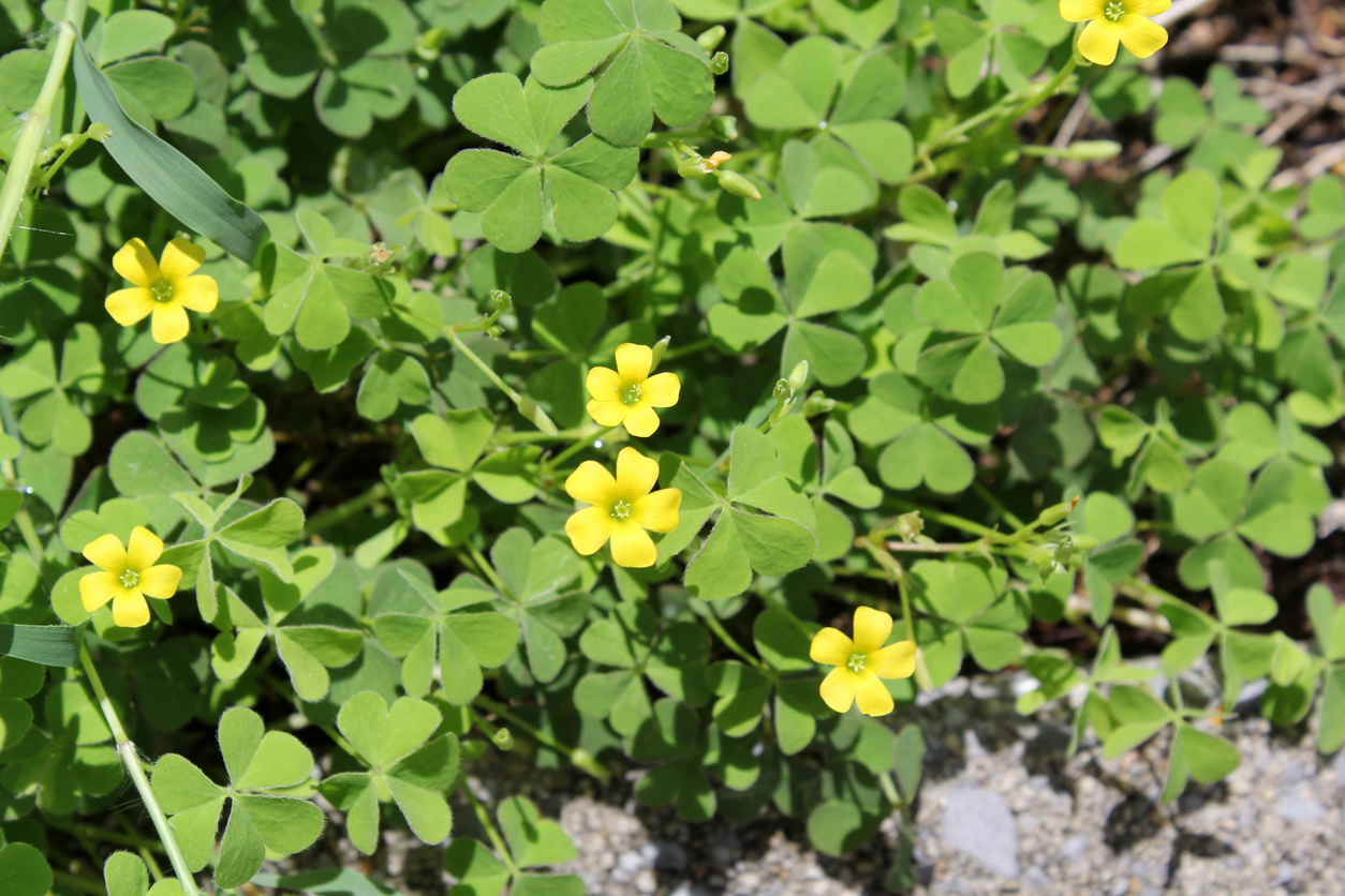 วัชพืชกินได้ ที่คุณอาจมองข้าม