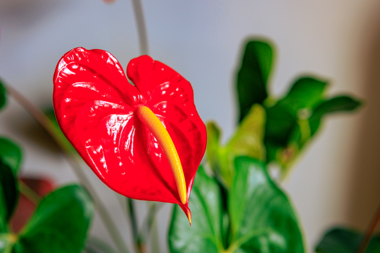 ดอกไม้ไทยมีพิษ