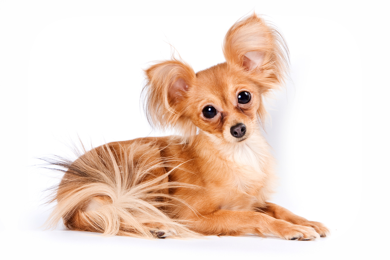 7 สายพันธุ์สุนัขตัวเล็กที่สุดในโลก น่ารักจิ๋วแต่ใจเกินร้อย 