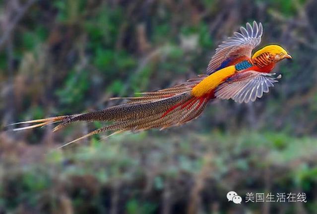 รวมรูปภาพของ สุดยอด นกสวย ที่หาดูได้ยาก จากจีน รูปที่ 2 จาก 44
